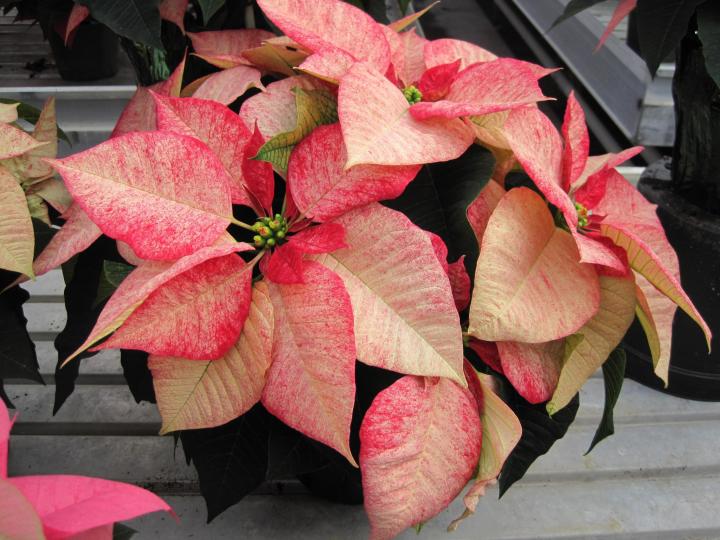 poinsettias